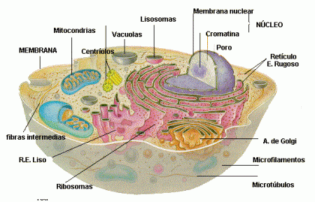 A célula
